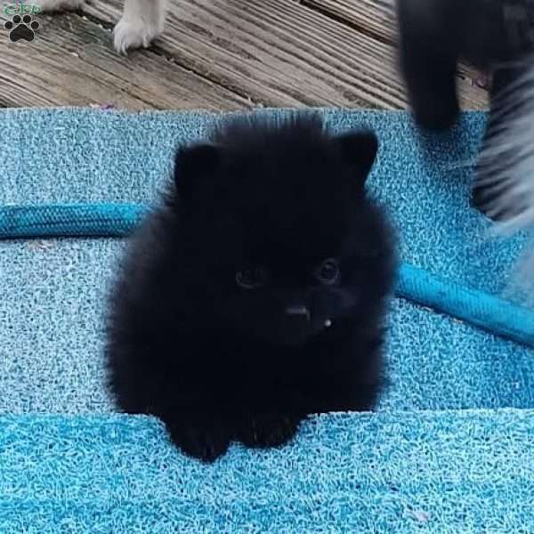 Black Velvet, Pomeranian Puppy